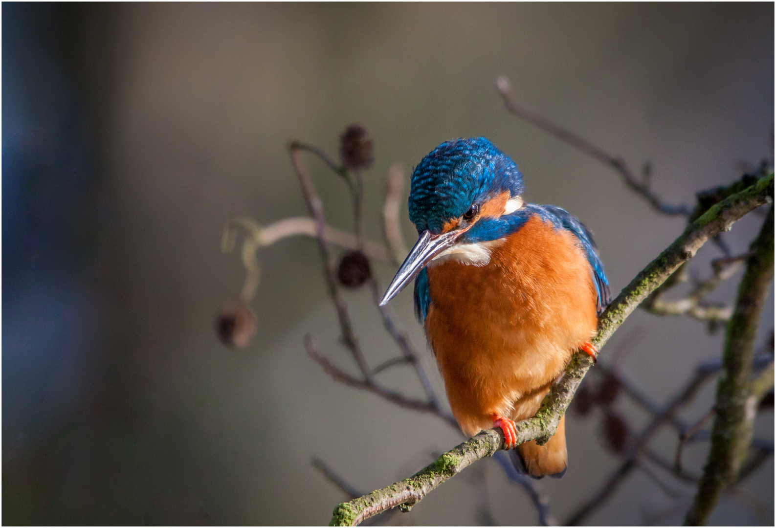 Eisvogel