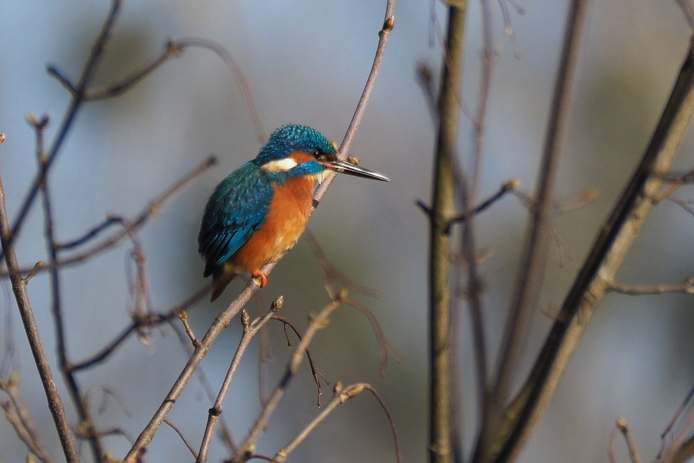 Eisvogel