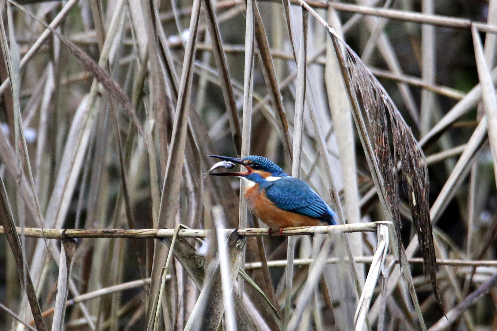 Eisvogel