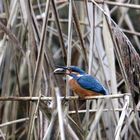 Eisvogel