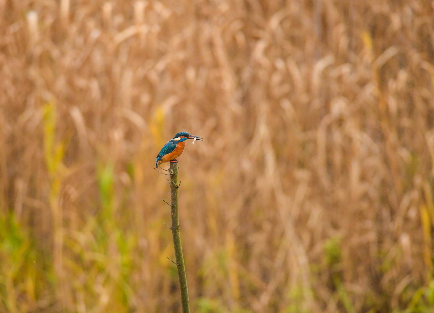 Eisvogel 