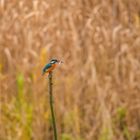 Eisvogel 