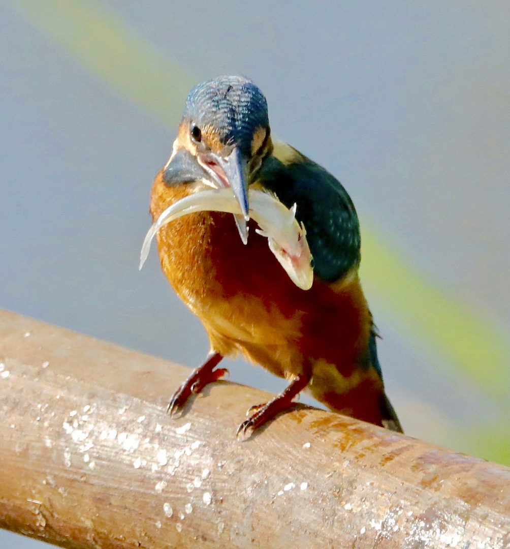 Eisvogel