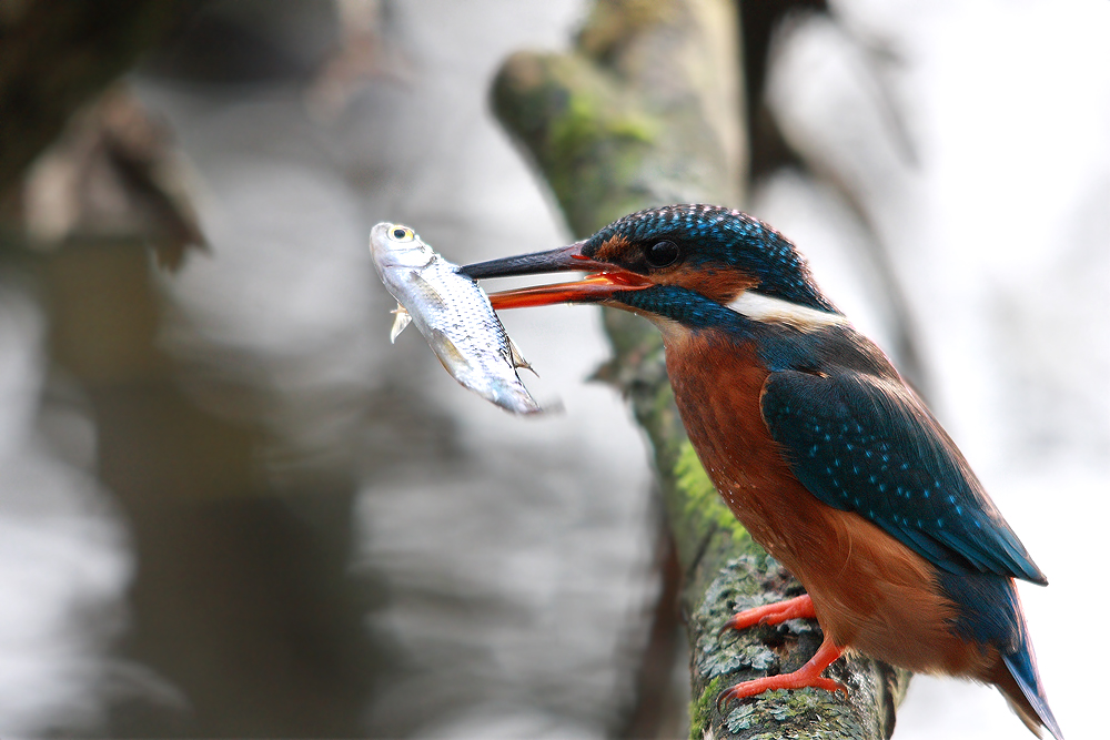 Eisvogel