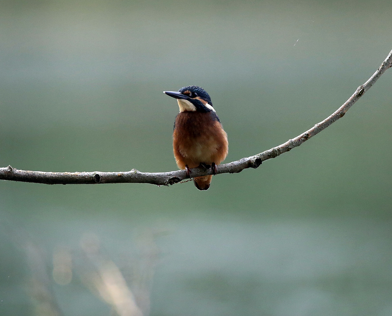 Eisvogel