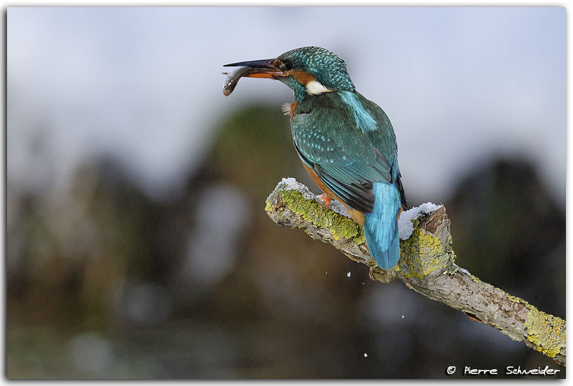 Eisvogel