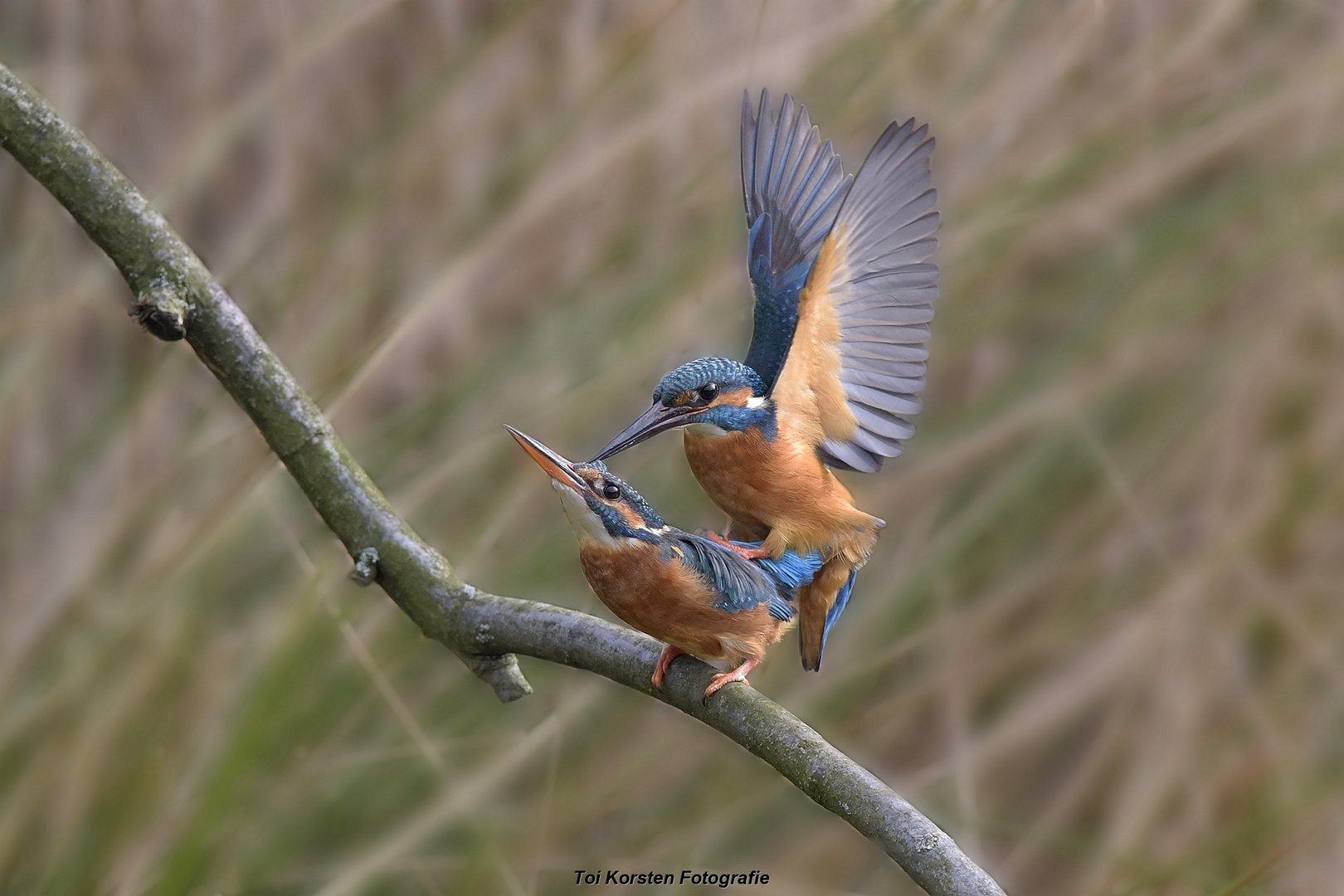 Eisvogel 