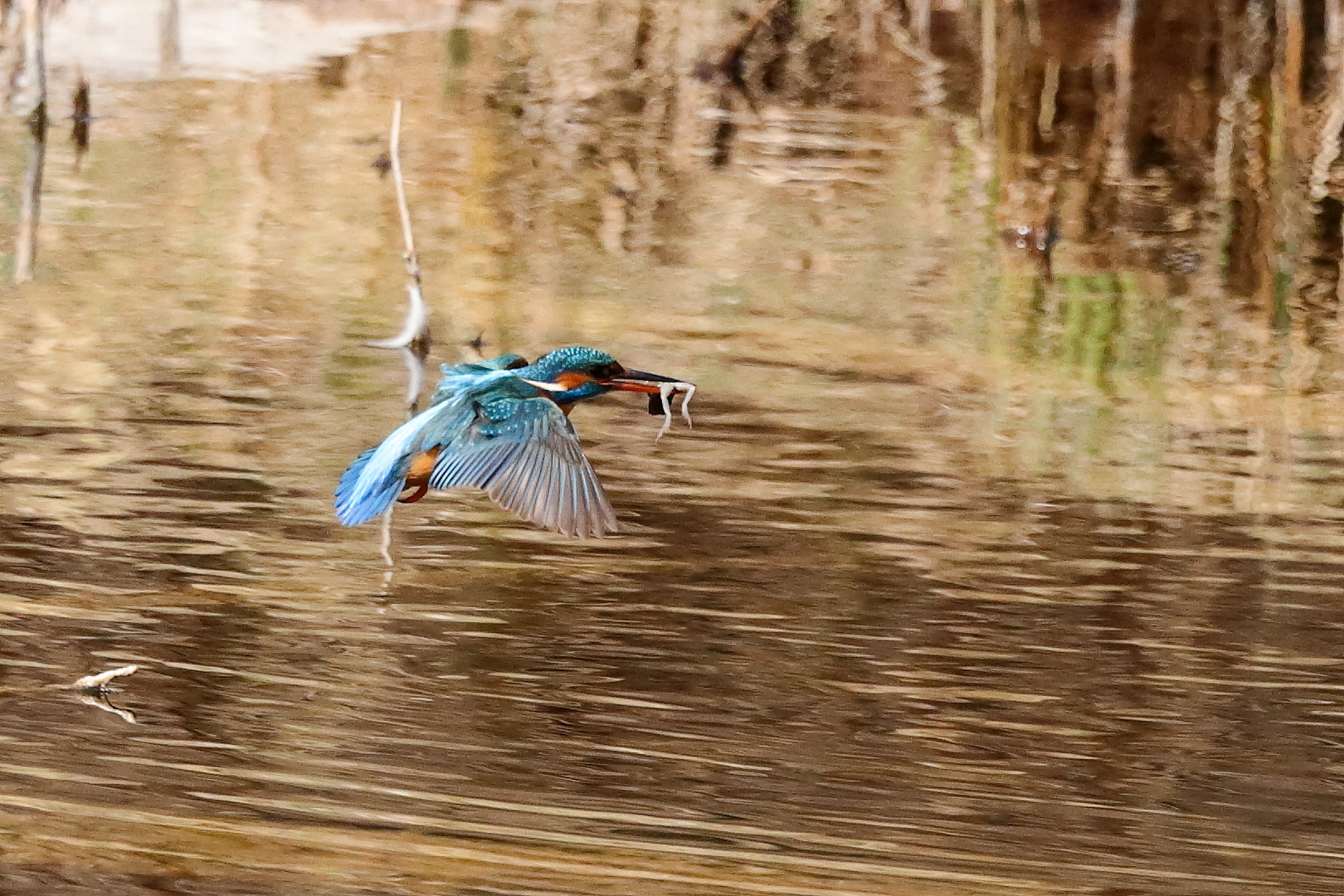 Eisvogel