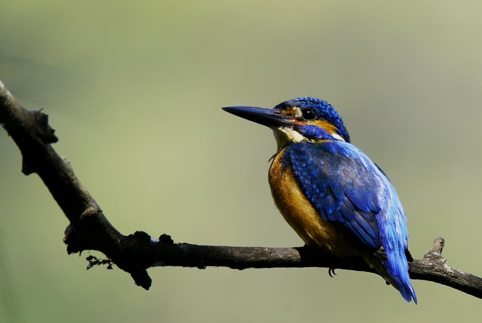 Eisvogel.