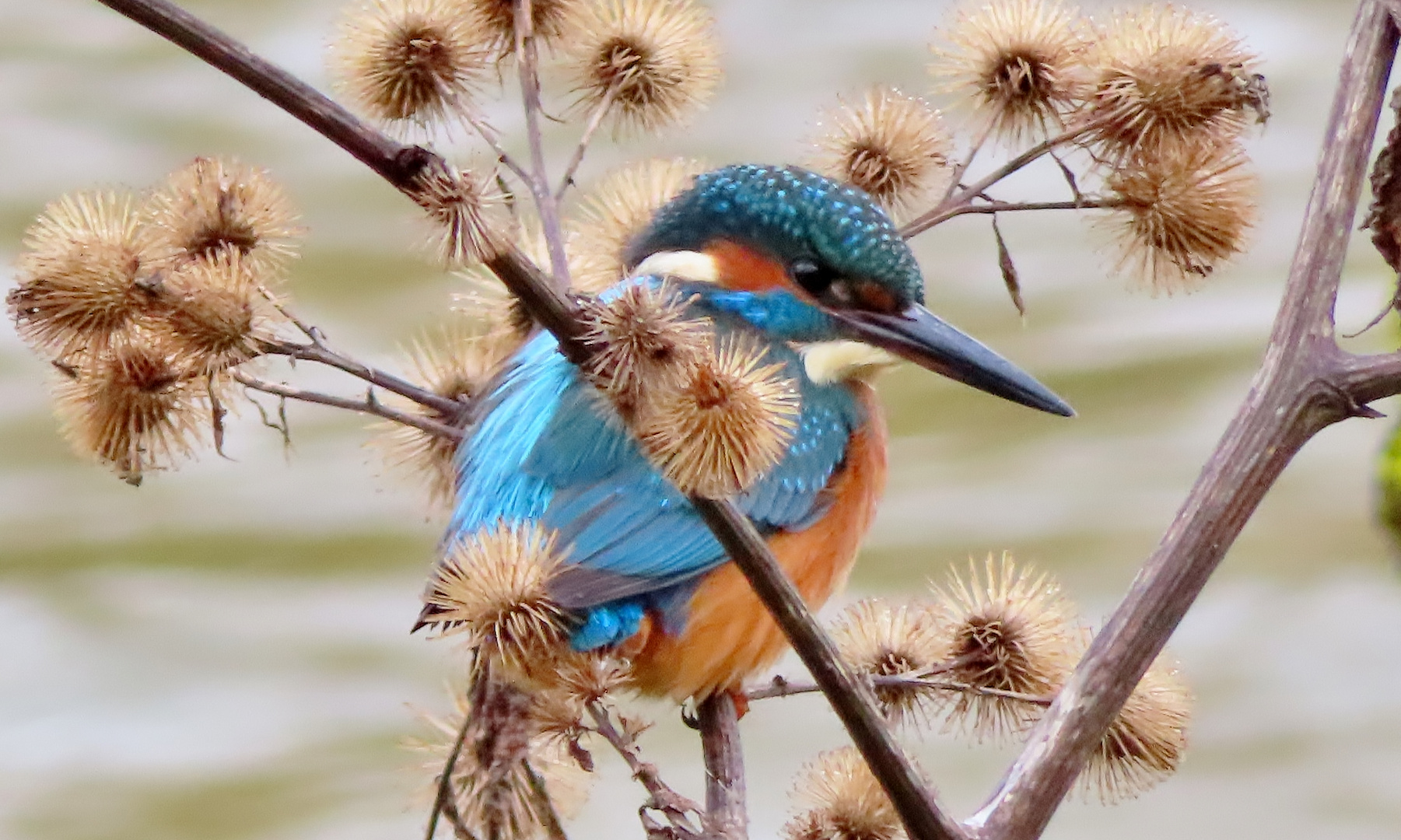 Eisvogel