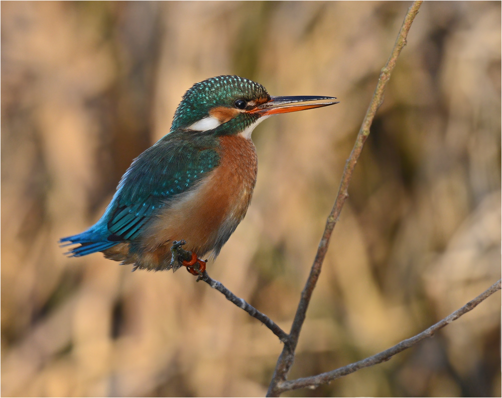 Eisvogel