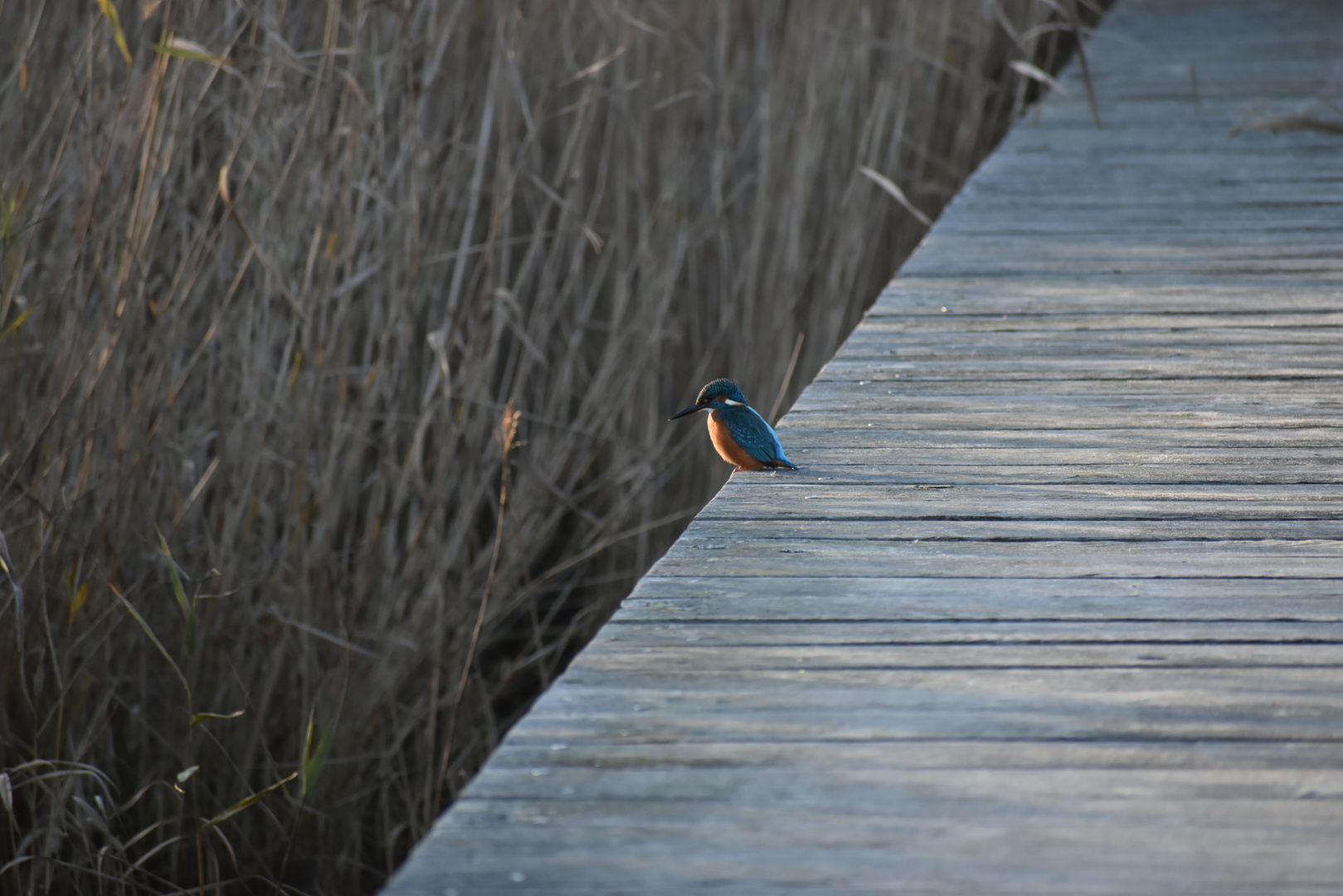 Eisvogel