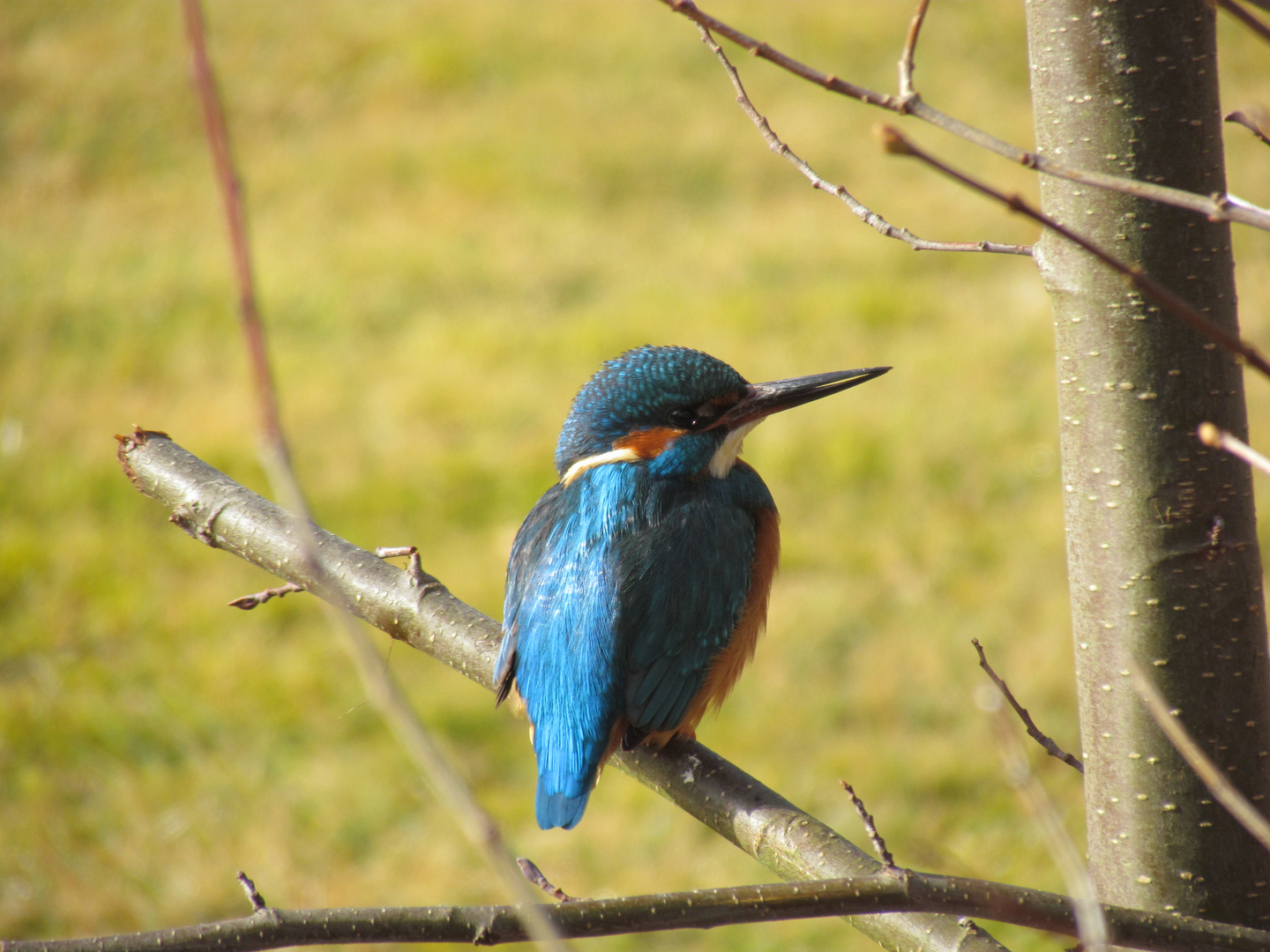 Eisvogel