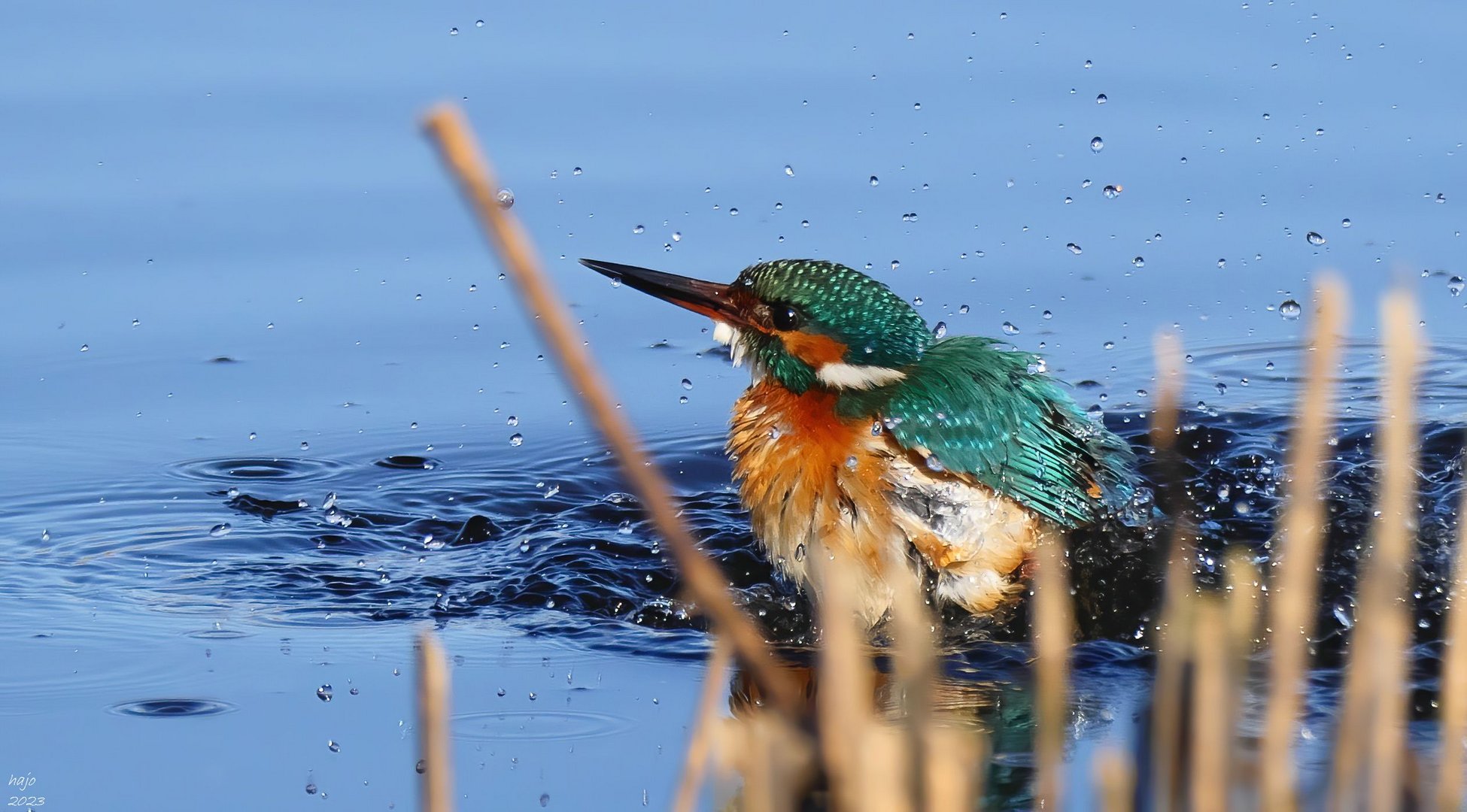 * Eisvogel *