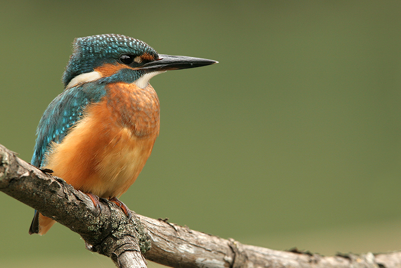 Eisvogel