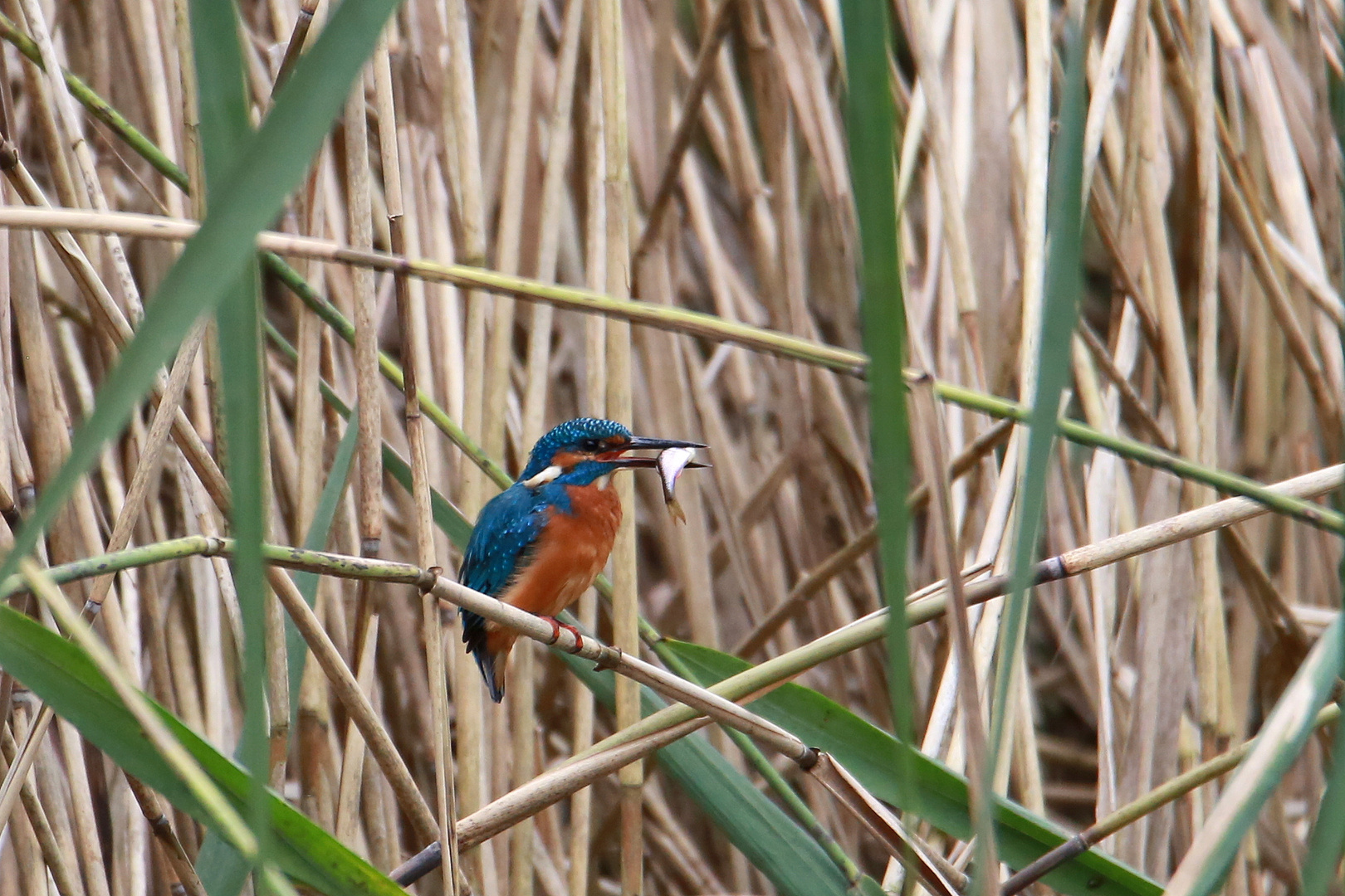 Eisvogel 