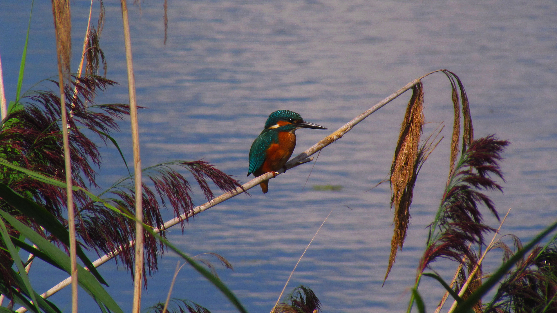 Eisvogel