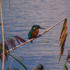 Eisvogel