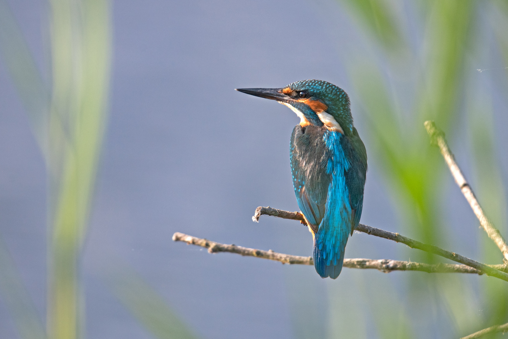 Eisvogel