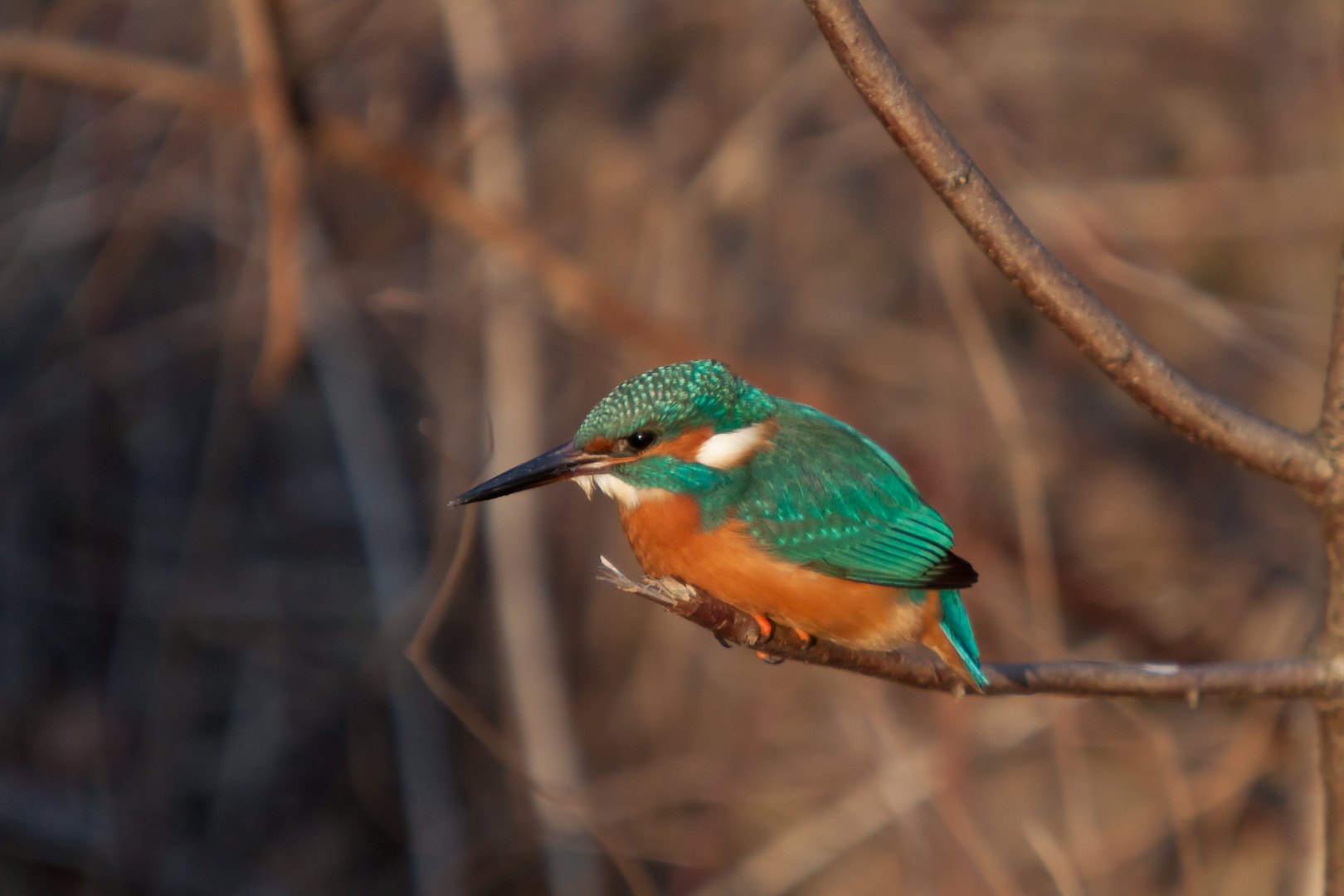 Eisvogel