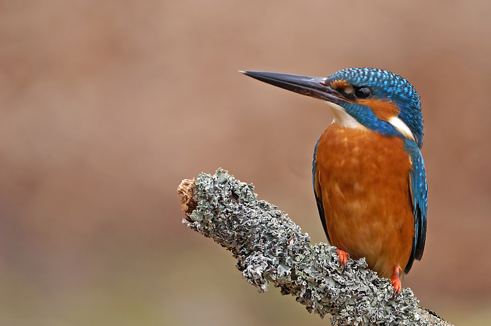 Eisvogel