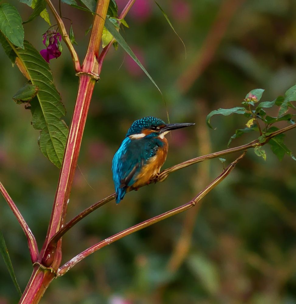 Eisvogel