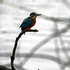 Eisvogel