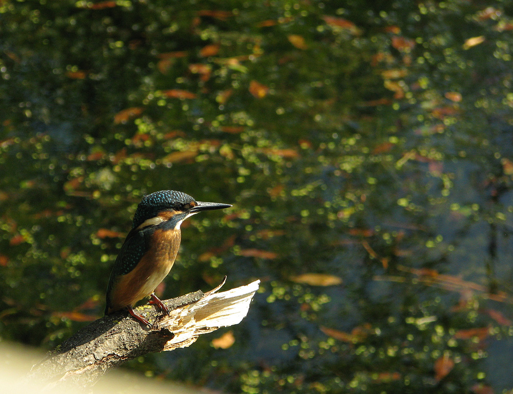 Eisvogel