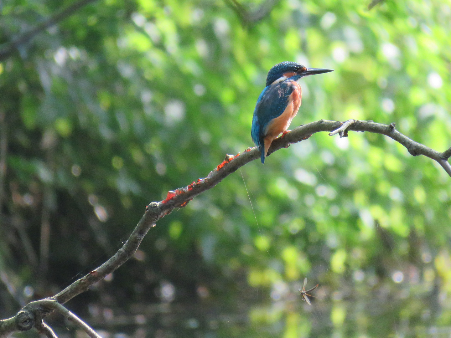 Eisvogel