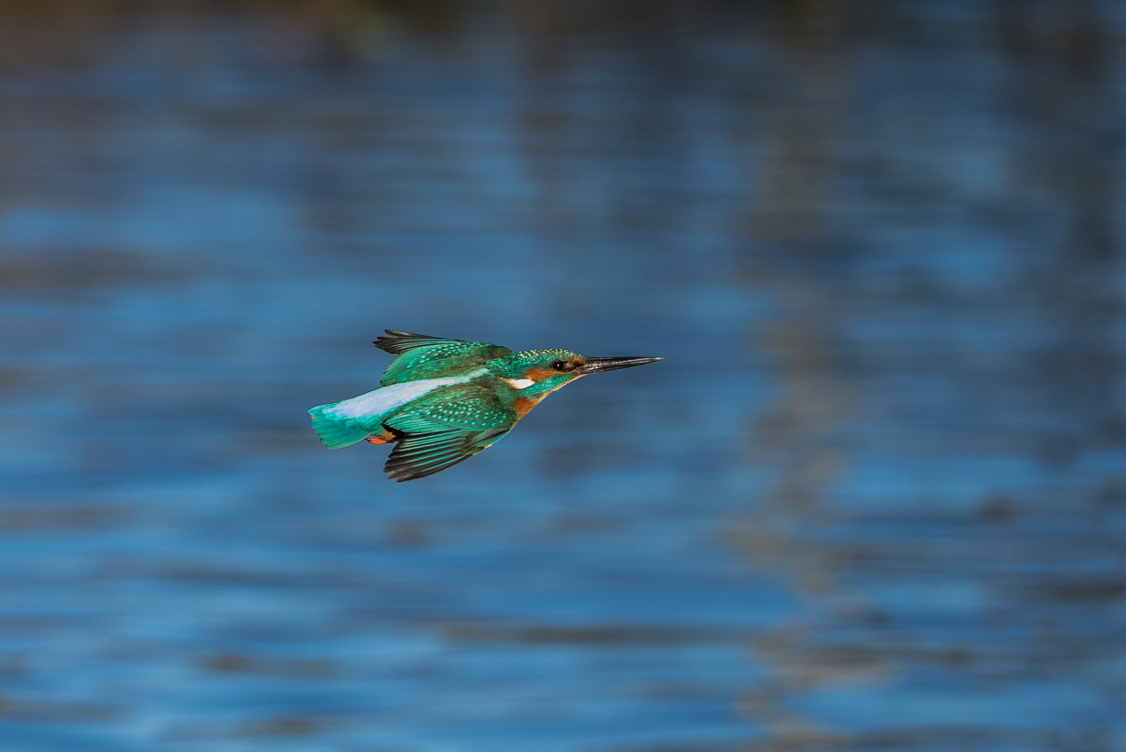 Eisvogel