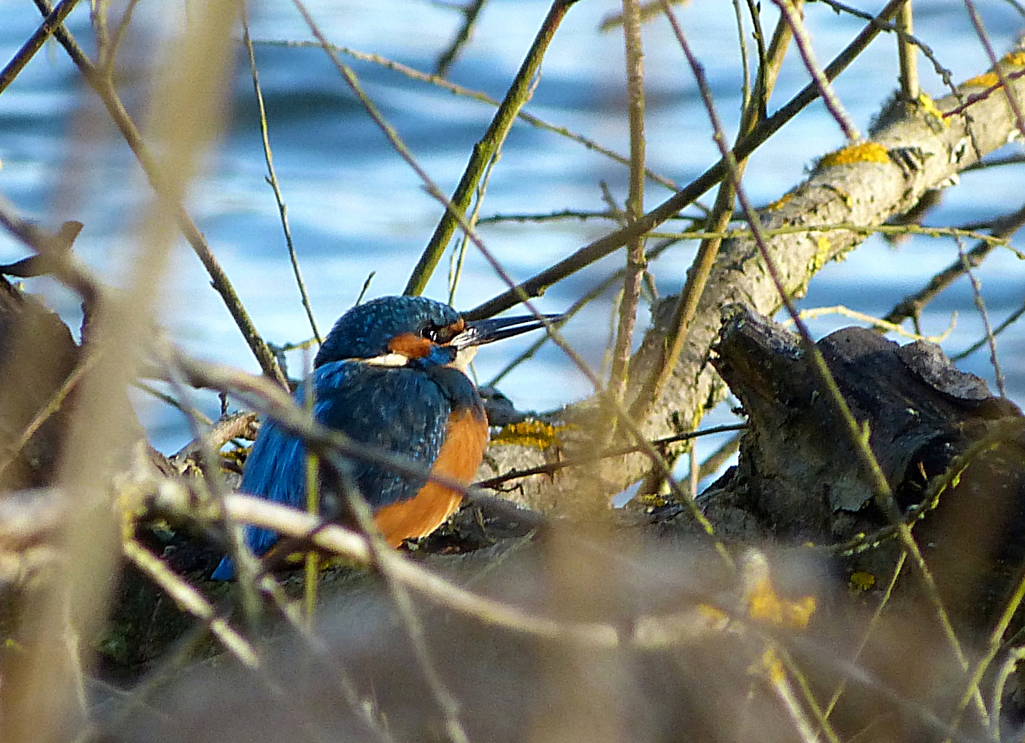 Eisvogel :-)))))))))))