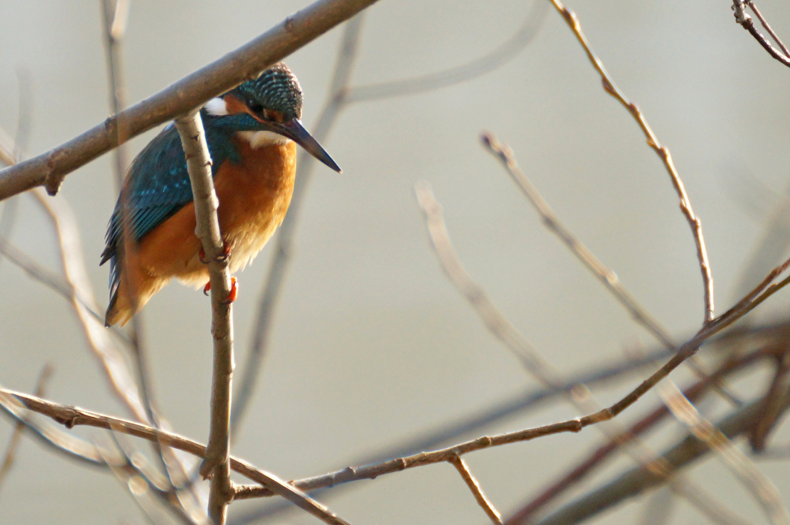 Eisvogel