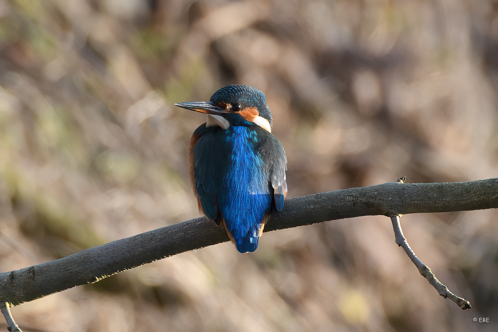 Eisvogel