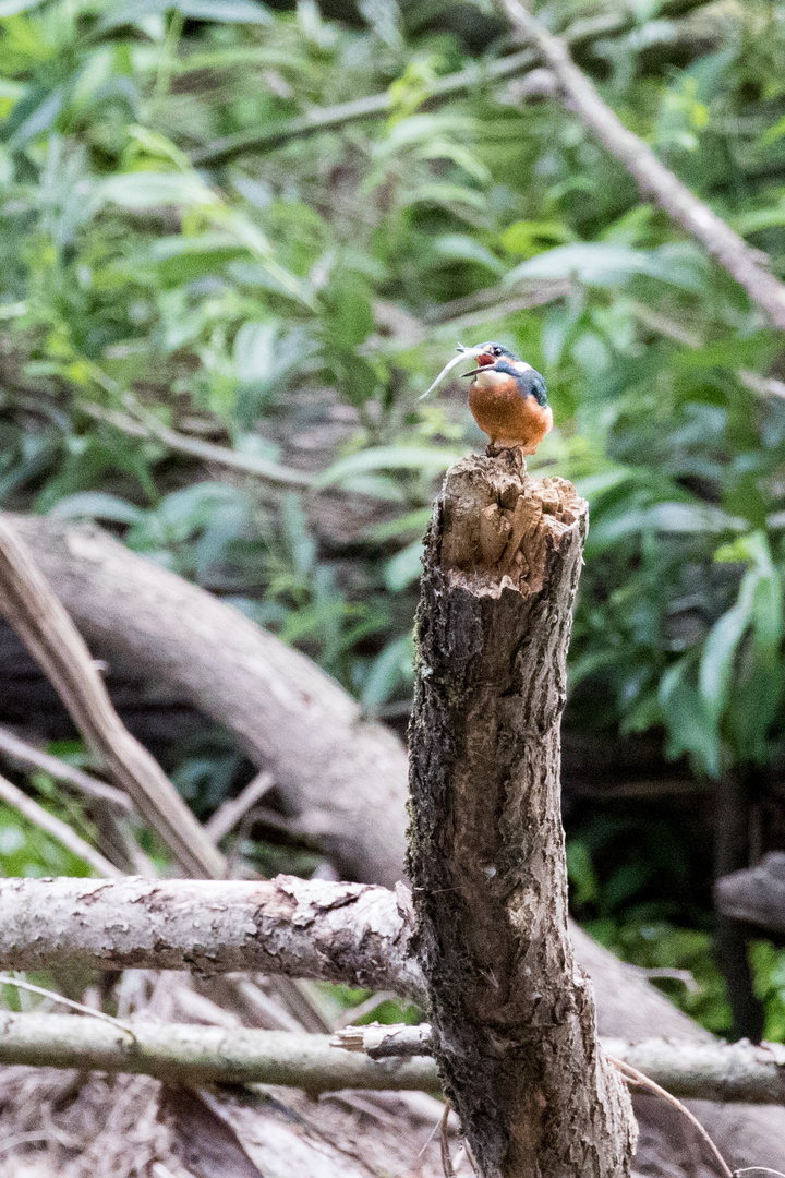 Eisvogel