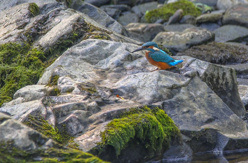 Eisvogel