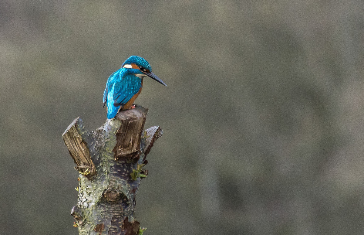 Eisvogel