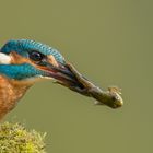 Eisvogel fängt Frosch