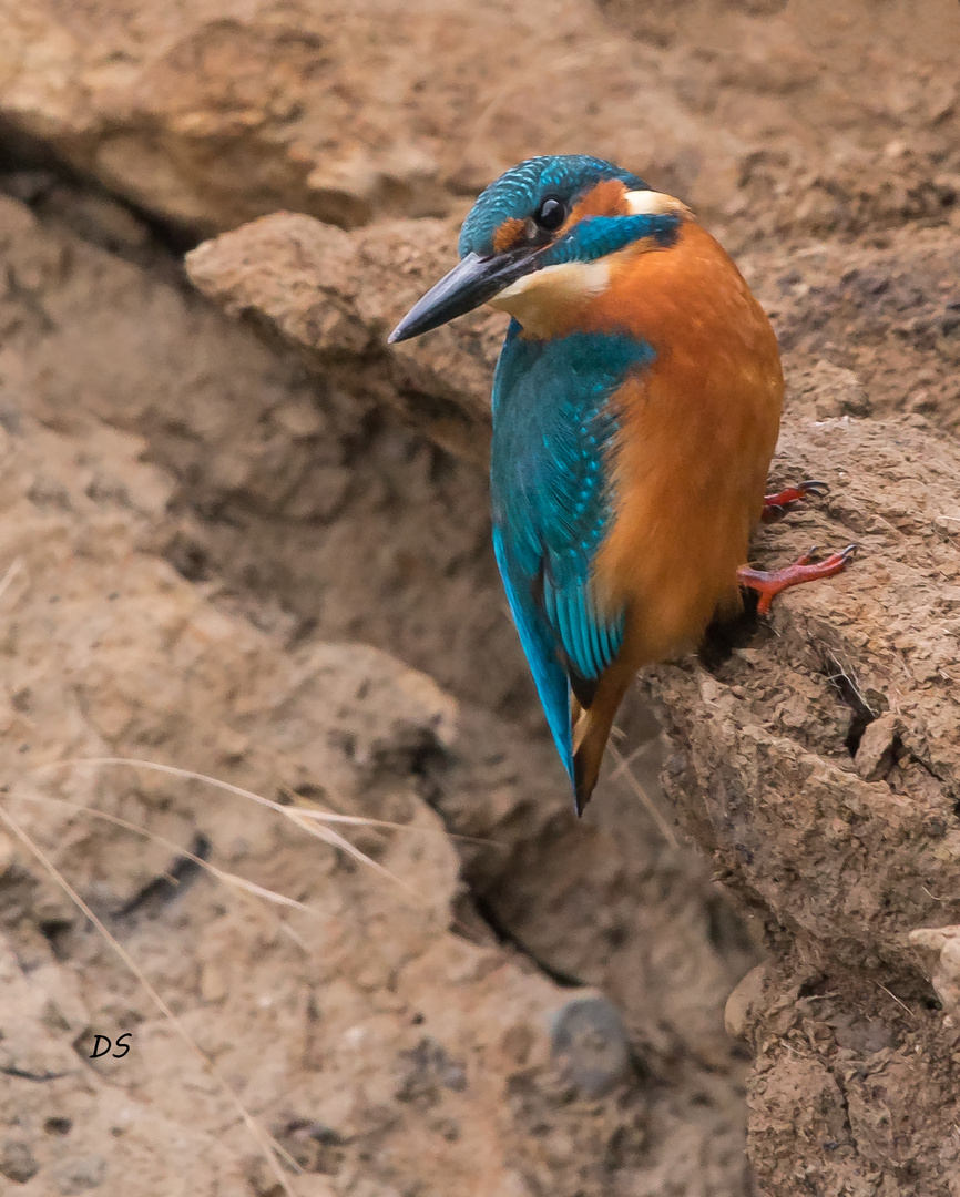 Eisvogel