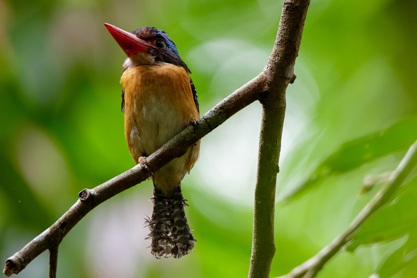 Eisvogel 