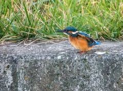 Eisvogel