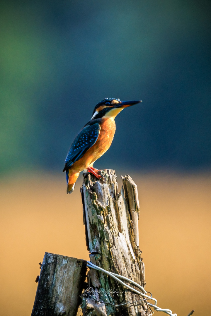 Eisvogel