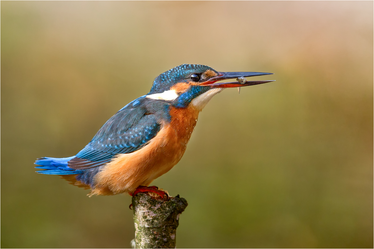 Eisvogel