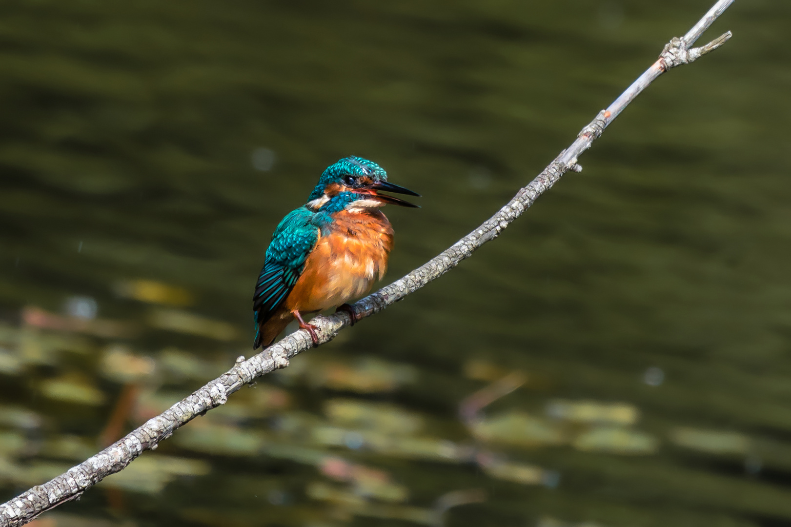 Eisvogel