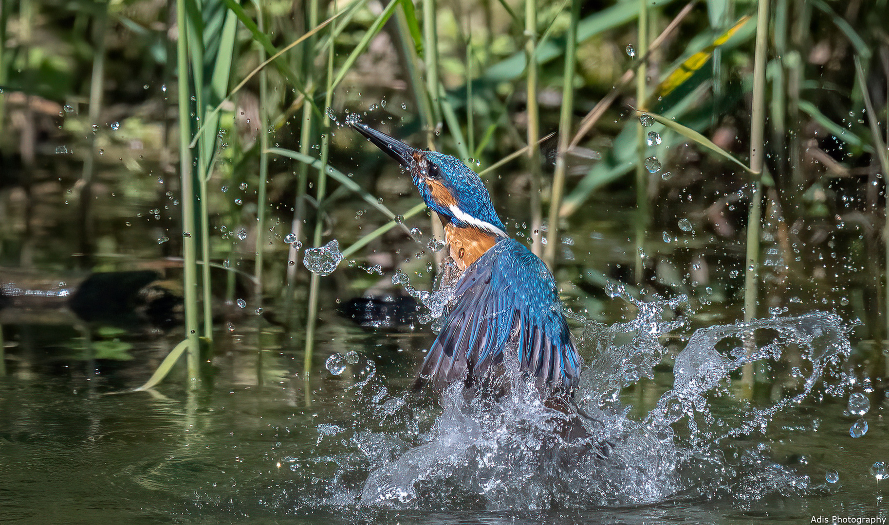 Eisvogel