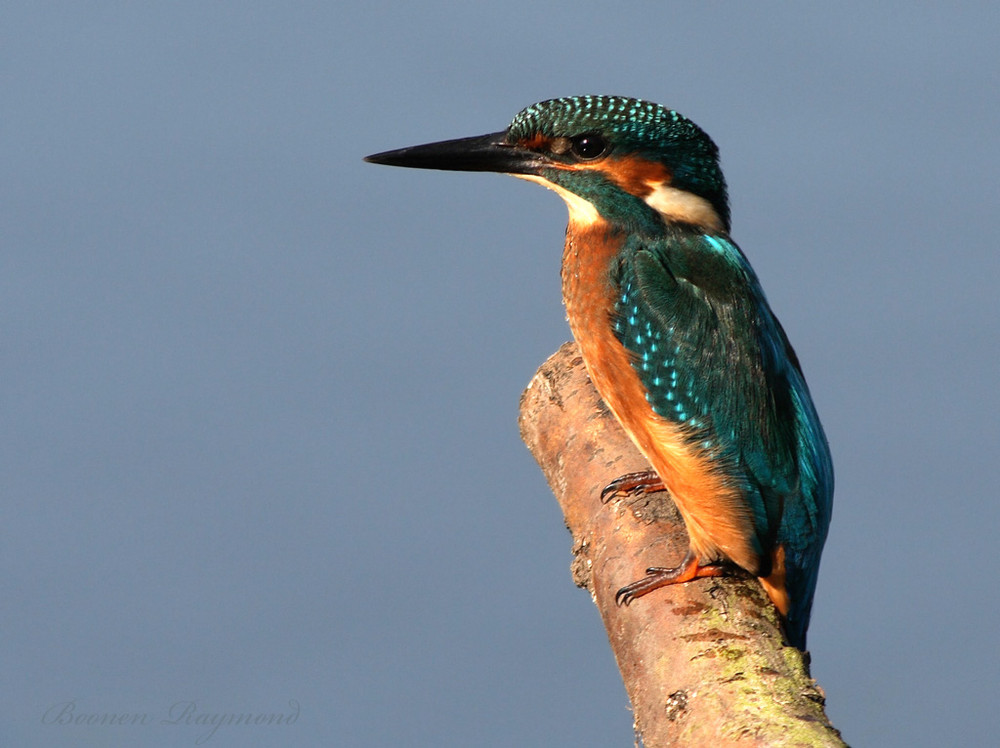 Eisvogel