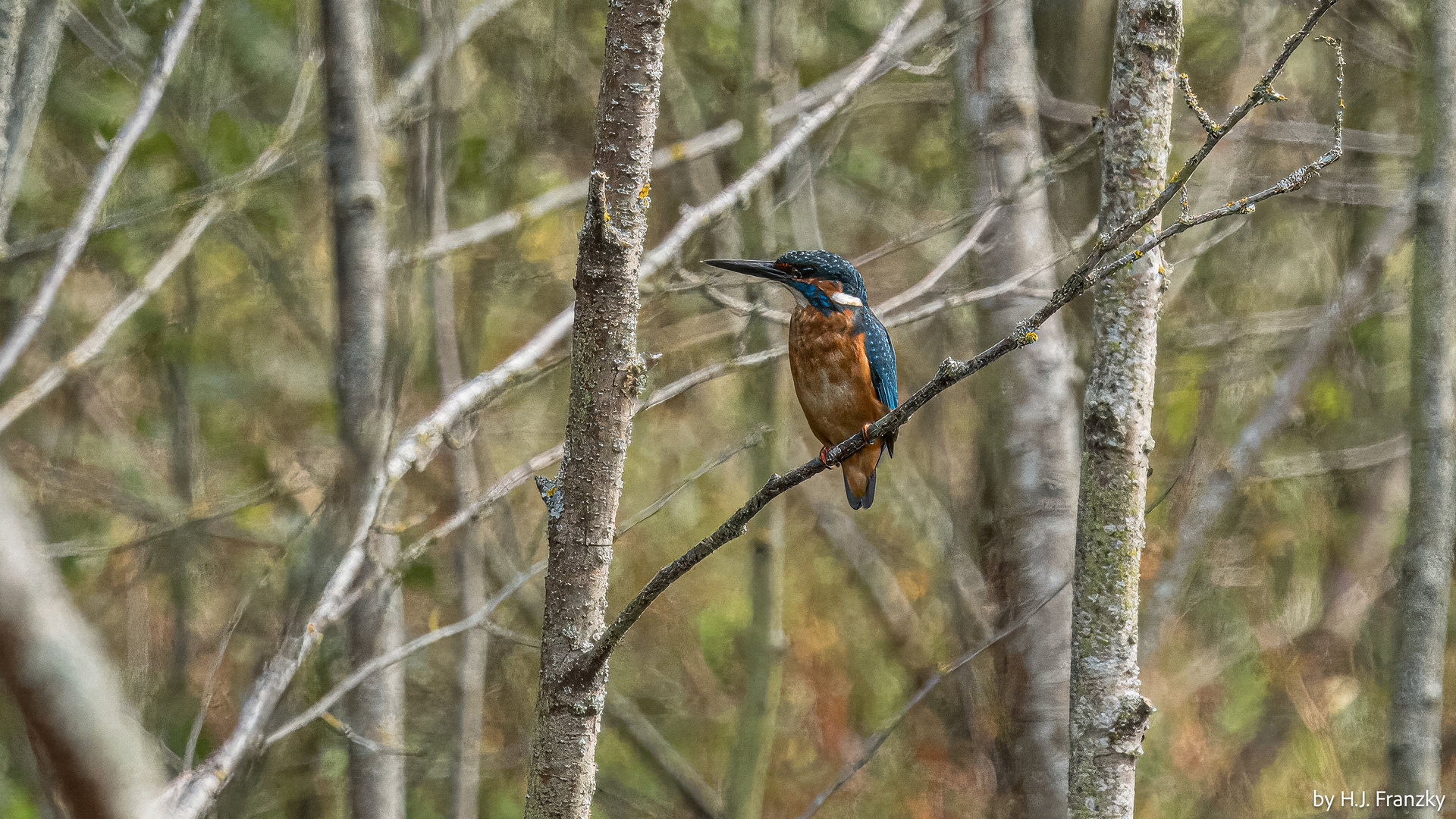 Eisvogel