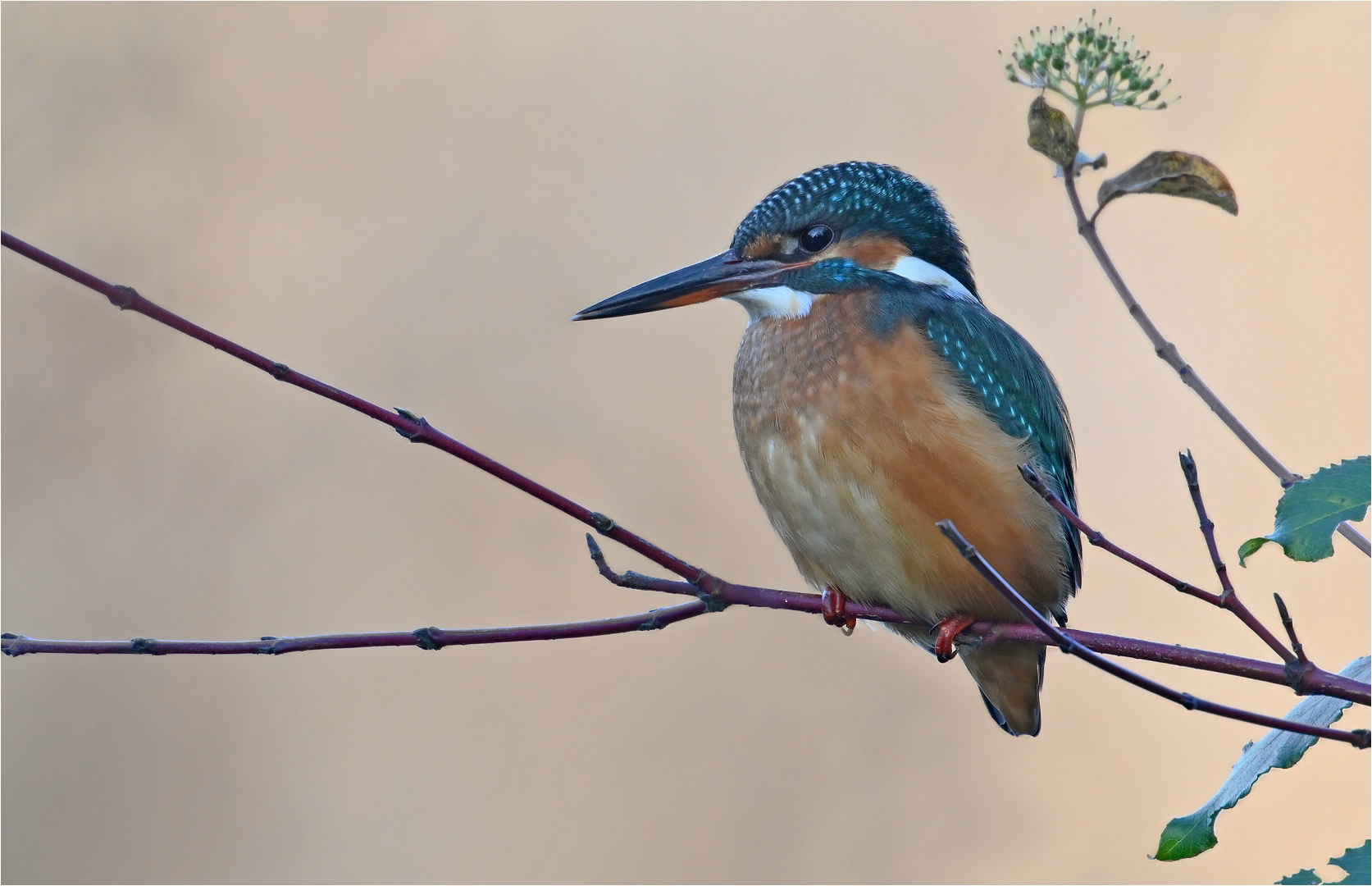 Eisvogel 