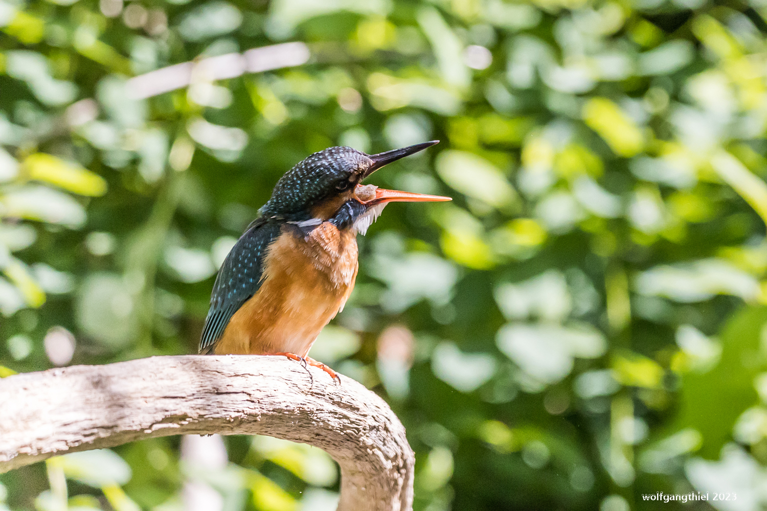 Eisvogel