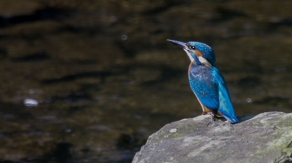 Eisvogel