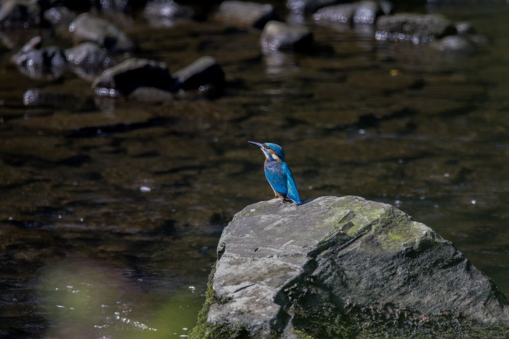 Eisvogel